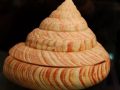 cropped-big-shell.jpg cropped-big-shell.jpg